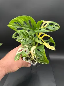 Monstera adonsonii albo - “Cindy”