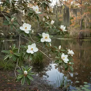 Sweet Bay Magnolia – Magnolia virginiana | Cajun Bay Leaf Tree