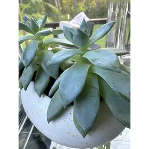 The Echeveria 'Blue Prince'