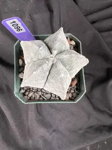 Astrophytum Myriostigma cv. Coahuilense cactus - 1096