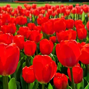 Best Red Tulip Bulbs – 10 Pack  – Large Spring Blooming Flowers for Gardens & Bouquets