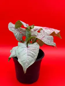 Syngonium Milk Confetti | 4 Inch Pot | House Plant | Live Plant | Decoration