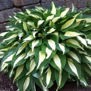 700pcs Hosta Seeds for Planting – Heart-Shaped Leaves, Drought-Tolerant & Hardy Perennial, Fragrant Low-Maintenance Ornamental Plants for Landscaping & Gardens