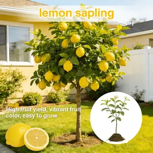 Lemon seedlings, multi-purpose living fruit trees, suitable for fresh food and home juicing