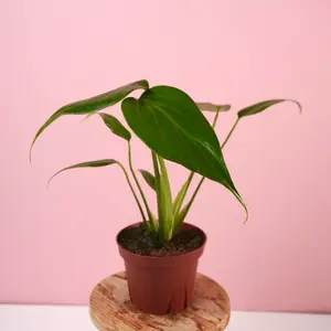 Rare Monstera Burle Marx Flame - 4” Pot