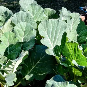 Georgia Collard Greens | Two Live Plants | Non-GMO | Heirloom | Heat Tolerant, Cold Hardy, High Yield