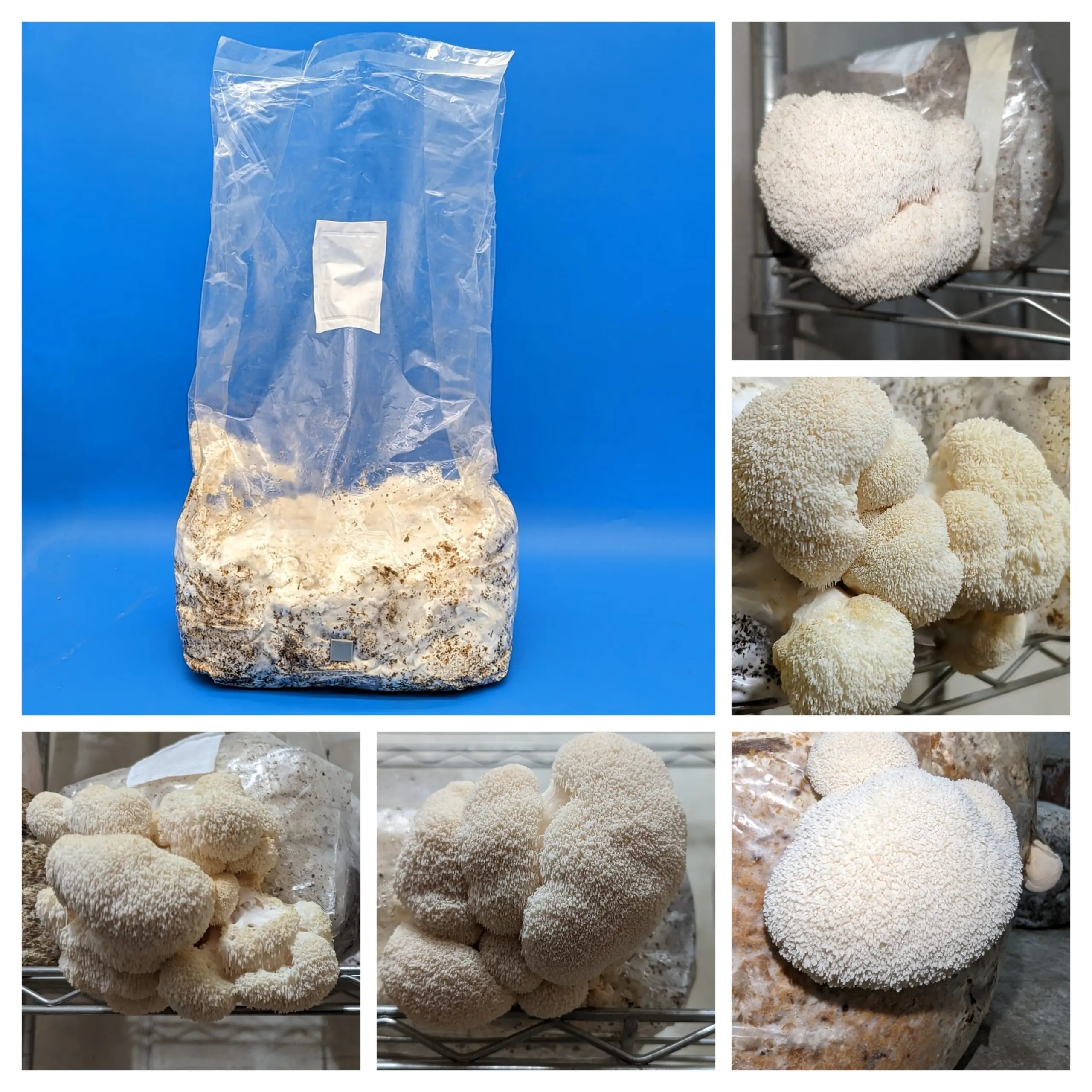 Lion's Mane Ready To Fruit Grow Kit - 5 lbs