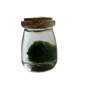 Mondo Marimo Moss Ball