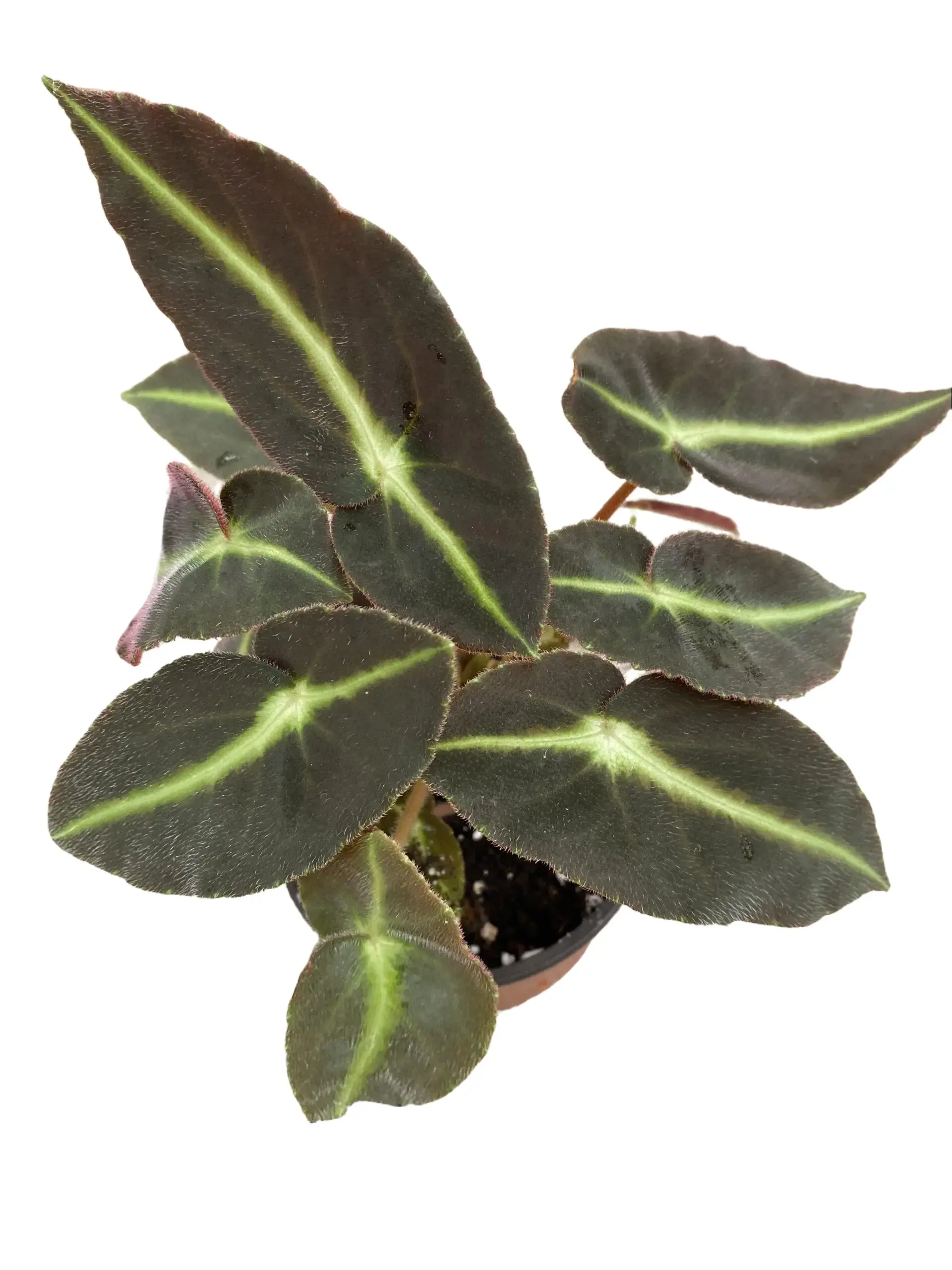 4" Begonia Listada – Rare Indoor Live Plant, Velvet Striped Variegated Leaves, Tropical Houseplant, Bright Indirect Light