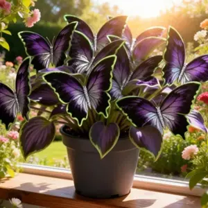 1000+ Purple Butterfly Hosta Seeds - Low-Maintenance Beauty for Balcony and Indoor Gardens