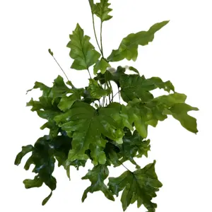 4" Nicolas Diamond Fern Decorative Plant Ruffly and Unique Must Have Houseplant Easy Care Unique