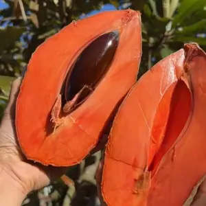 Mamey Sapote Seeds for Planting – Rare Tropical Exotic Fruit Tree, Sweet Creamy Fast Growing Plant for Indoor Outdoor Home Garden