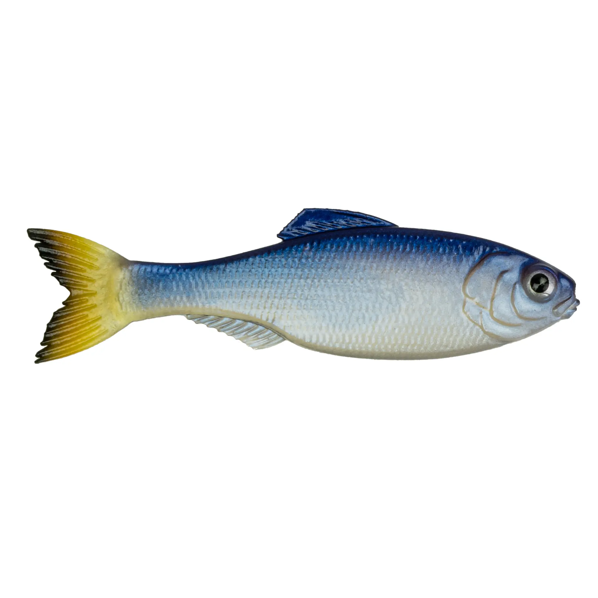 Glass Minnow