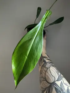 Philodendron Joepii — 4" Rare Sculptural Foliage | Collector Statement