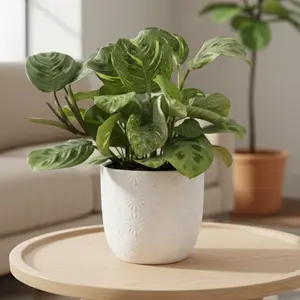 Maranta Variegated 'Beauty Kim'