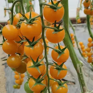 100pcs Patio Choice Yellow Cherry Tomato Seeds - Heirloom Non-GMO Super Sweet Variety - Full Sun, High Yielding Clusters, Easy to Grow, Complete Guide Included for Home Gardens, Ideal Gardening Gift