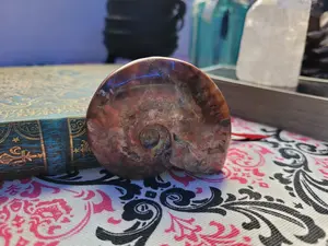 Rainbow Ammolite Conch Shell