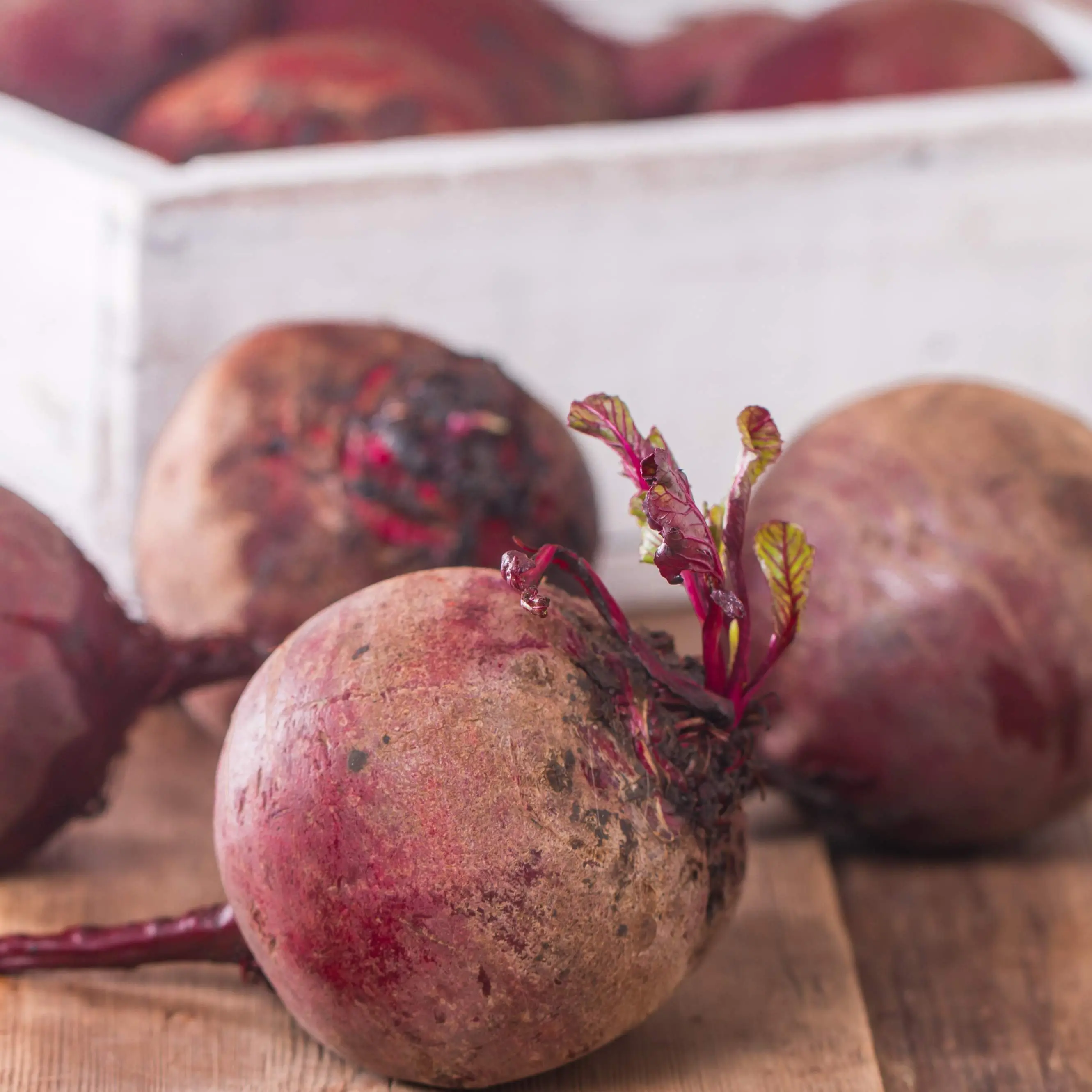 Bulls Blood Beet (Beta vulgaris 'Bulls Blood') Organic Seeds – Striking Dark Red Foliage, Sweet Tender Roots, Dual-Purpose Heirloom Beet