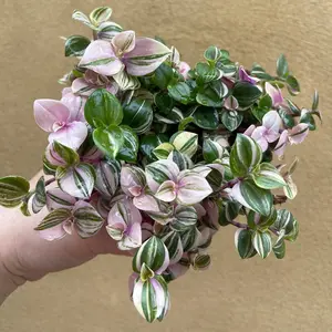 4 Cuttings Variegated Wandering Jew Plant - Tradescantia fluminensis Tricolor Plant - Easy to Grow Indoor Outdoor Plant