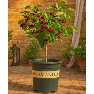 Dwarf Black Cherry Fruit Tree Live Plant Seedling - Prunus serotina, Great for Home and Garden Yards Planting (3 Seedlings)