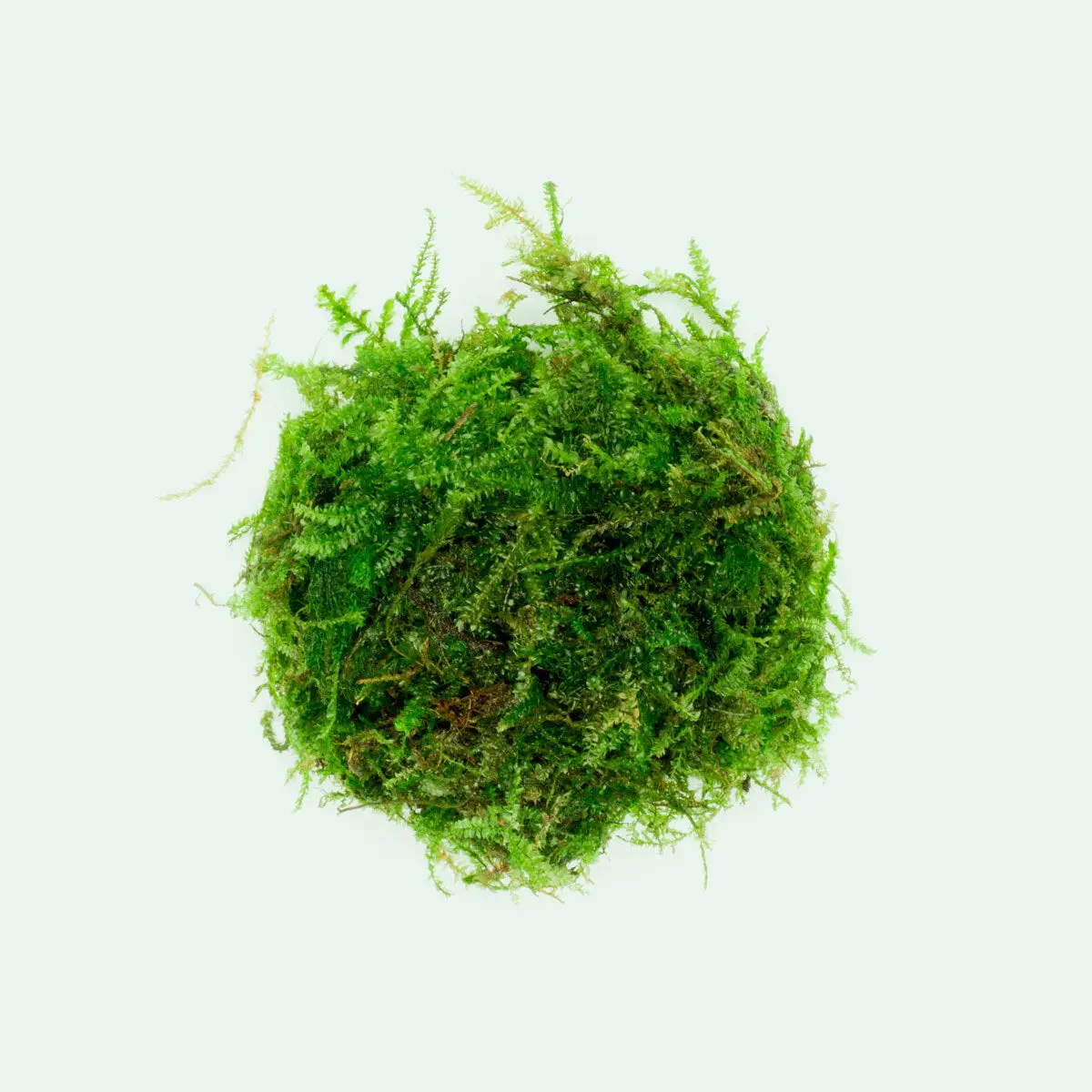 Weeping Moss Weeping Moss
