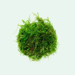 Weeping Moss Weeping Moss