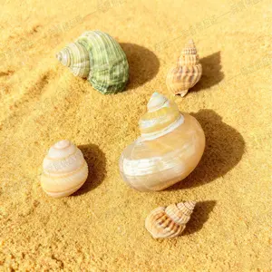 Hermit Crab Replacement Shells 5-Pack Turbo Snail & Whelk Styles for Aquarium Terrarium Decor Naturalistic Pet-Safe with Distinct Designs