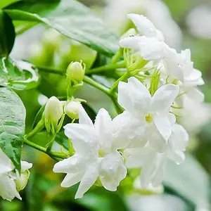 30-40pcs Climbing Jasmine Flower Seeds for Planting-Non-GMO Jasmine Gardenia Plant Fragrant Flower Garden Home