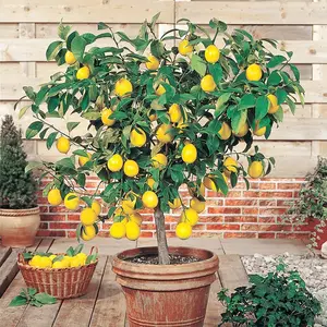 Dwarf Lemon Tree Seeds 50Pcs Fruit Seeds Non-GMO Self-Pollinating Fragrant Indoor Balcony Potted garden plant fruit seed