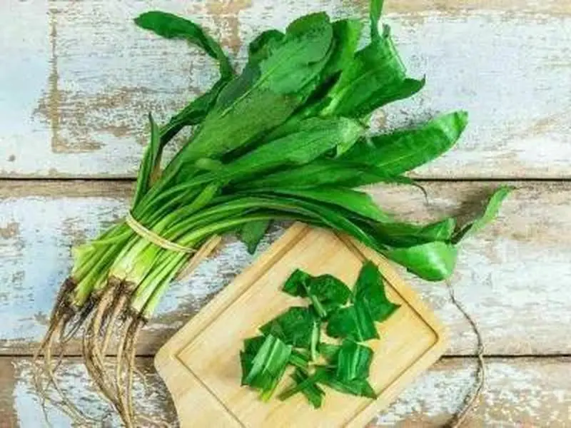 300 Cultivated Cilantro Seeds - Sawtooth, Spiritweed, Coriander Herb Seeds - Decorative Garden Plant for Home Gardeners, Adds Authentic Touch to Cooking