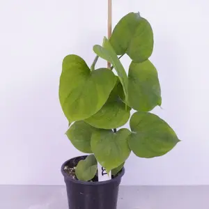 Philodendron Peru | Scindapsus Lookalike | Easy Houseplant