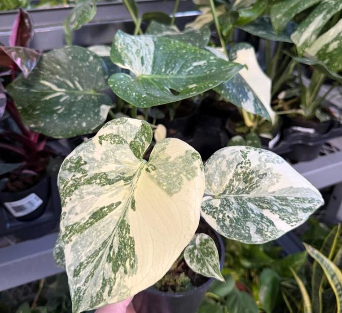 Philodendron Monstera Thai Constellation 4-6 Inch Tall Variegated Monstera Plant