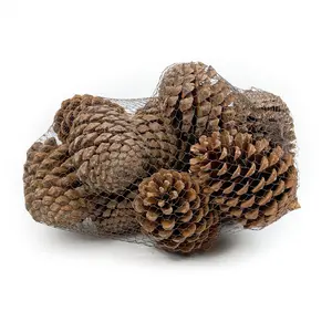 PINE CONE MARITIMA NATURAL - 12 PCS
