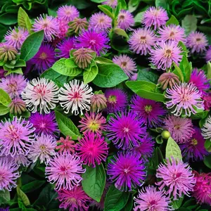 Green River 100 Mixed Bee Balm Seeds - Assorted Bee Balm Seed Collection, Flower Seed Pack, Perennial Flower, Wildflower Mix For Pollinator Gardens, Easy to Grow Gift for Nature Lovers, Premium Seeds For Planting Outdoors