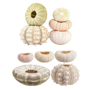 5pcs Natural Sea Urchin Shell Conch Tillandsia Potted Plant Coquillage Bonsai Mediterranean Seashells Craft Home Decor