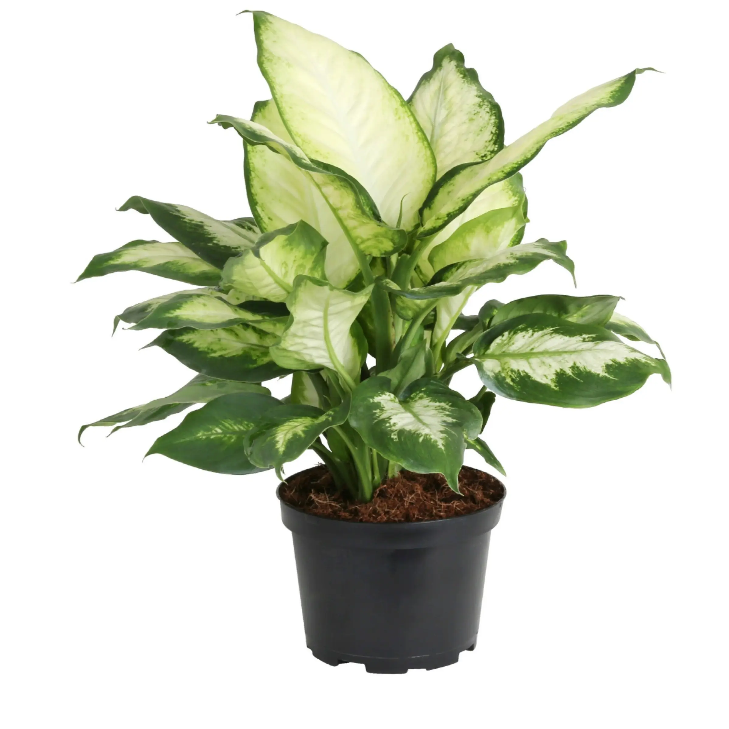 6" Dieffenbachia Camille