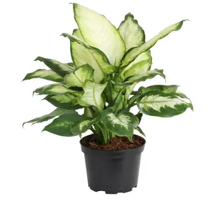 6" Dieffenbachia Camille