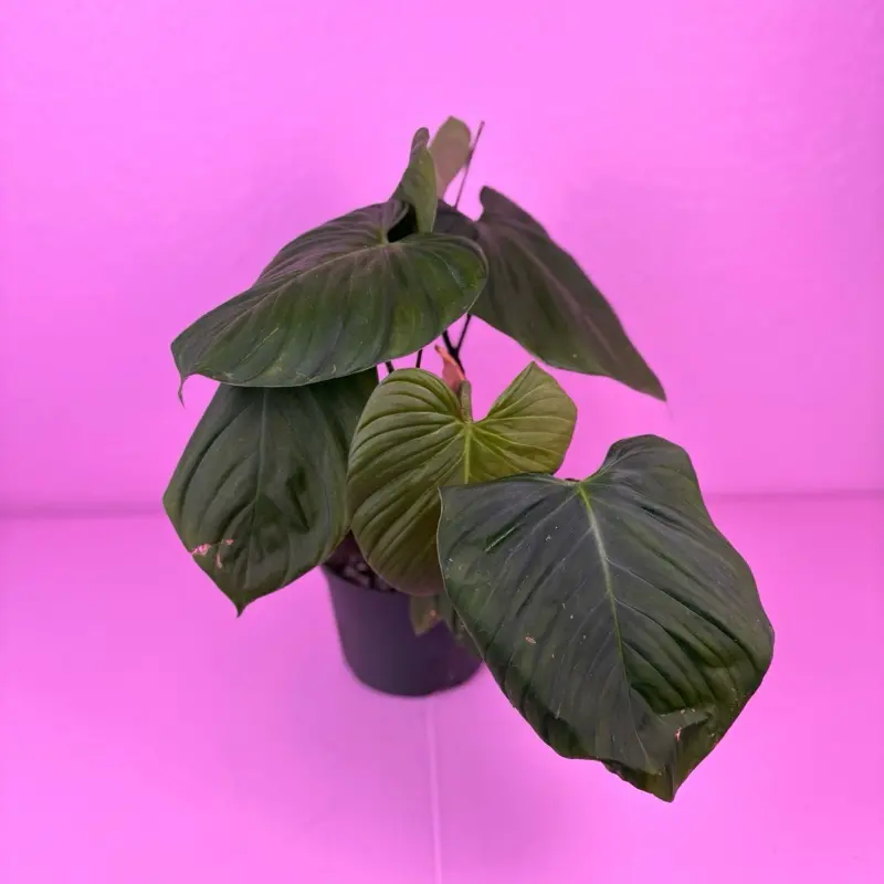 Philodendron Fuzzy Petiole 6” | Rare Philodendron | Collector Plant