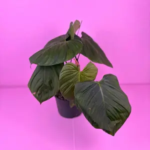 Philodendron Fuzzy Petiole 6” | Rare Philodendron | Collector Plant