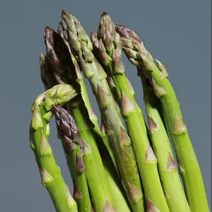 Atlas Asparagus Crowns | Early High-Yield Hybrid, Tight Green Spears, Non-GMO | Hand Picked Nursery