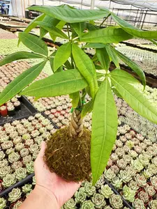 Braided Money Tree Kokedama, Live Plant Pachira Aquatica Moss Ball Bonsai Handmade with Live Moss, Live Houseplant for Indoor Home Decoration, Easy Survive