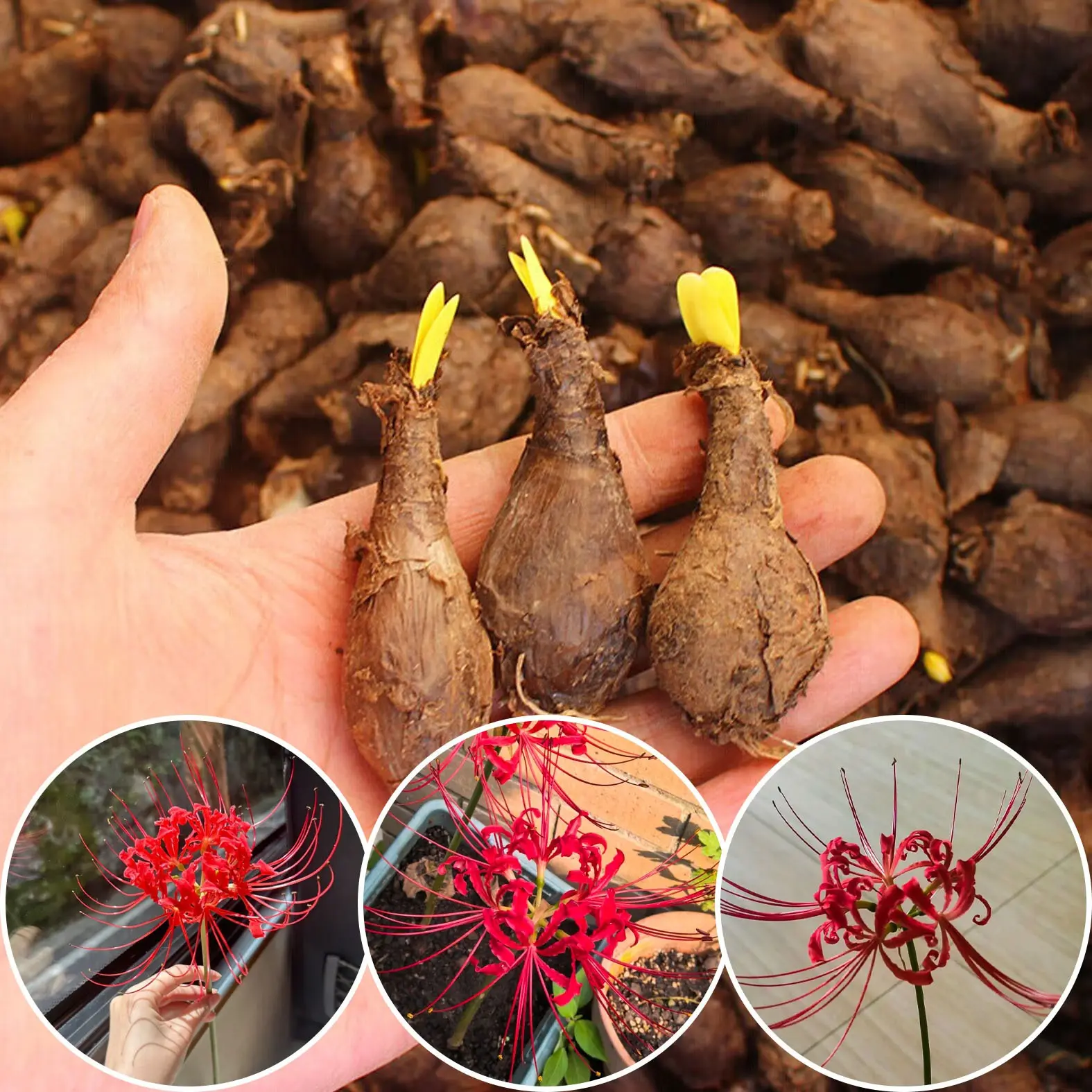 2 Pack Lycoris Radiata Spider Lily Bare Bulbs, Perennial Autumn Flower Bulbs, Cold Hardy Dormant Rhizome Bulbs for Outdoor Garden Landscaping, Courtyard Border & Balcony Potted Planting, Beginner Friendly Ornamental Flowers