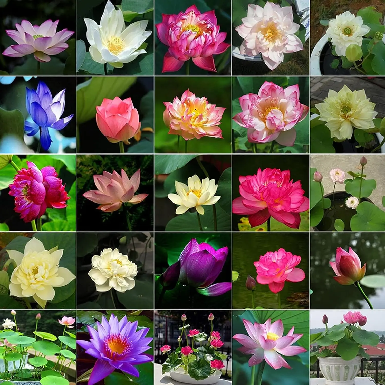 15 Pcs Mixed Bonsai Bowl Lotus Seeds - Vibrant Water Lilys Flower Plant for Fresh Gardens - Non-GMO Aquatic Seeds (Mixed Color)