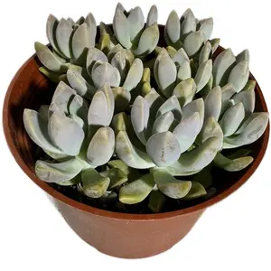 Graptoveria Paraguayense Ghost Succulent plant 6 inch pot
