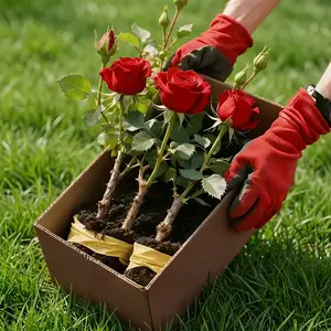 Live Rose Plant Seedling – Fragrant Flowering Bush for Outdoor Garden & Yard – Easy Perennial, Low Maintenance, Vibrant Blooms for Patio, Lawn & Garden Decor, Ideal for Landscaping & Gift for Flower Lovers