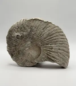 North Texas Ammonite Oxytropidoceras texanum