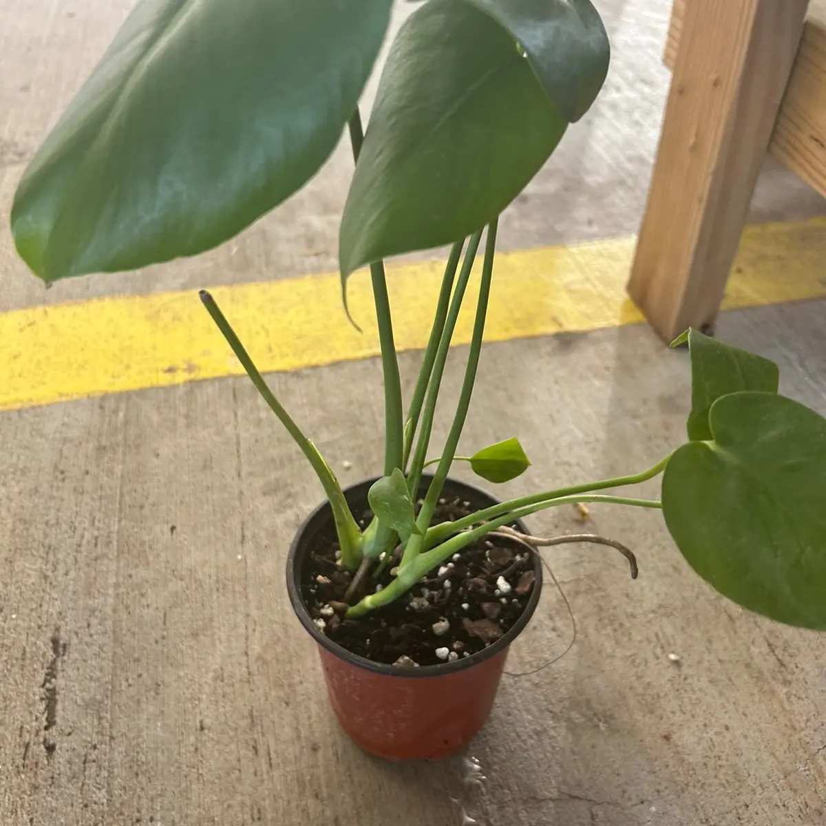 4” Monstera