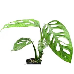 Monstera adansonii