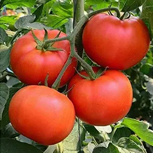 Tomato Beefsteak Seeds - Organic, Heirloom, Open Pollinated, Non GMO - Grow Indoors, Outdoors, Pots, Grow Beds, Hydroponics, Aquaponics