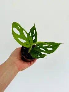 Monstera Esqueleto - Rare Aroid - 2" Pot